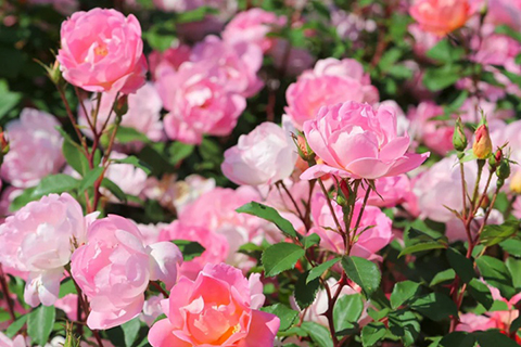 月季小苗要不要修剪掉花苞