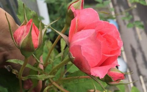 珊瑚果冻是藤本还是灌木月季