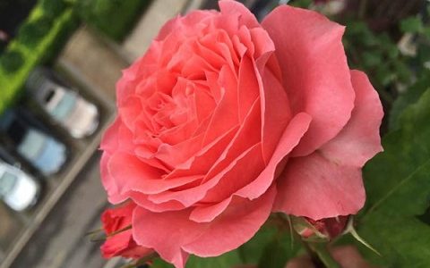 珊瑚果冻月季有几种颜色