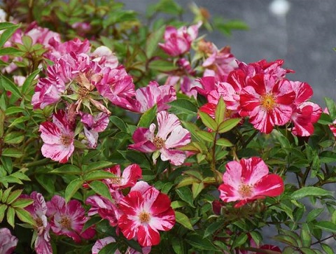 花风火