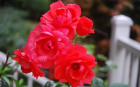 红色伊丽莎白女王