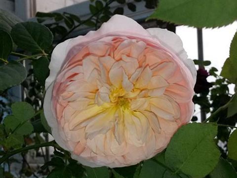依芙琳