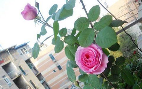 格特鲁德·杰基尔