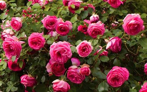 红粉佳人龙沙宝石