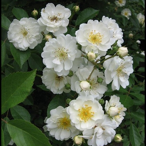 爱的花环