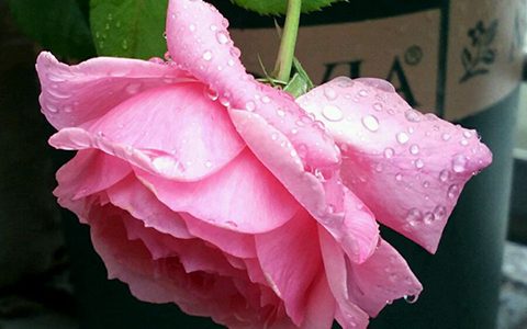 女人遗产月季的优缺点