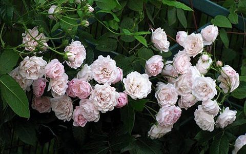 伊娃·舒伯特夫人