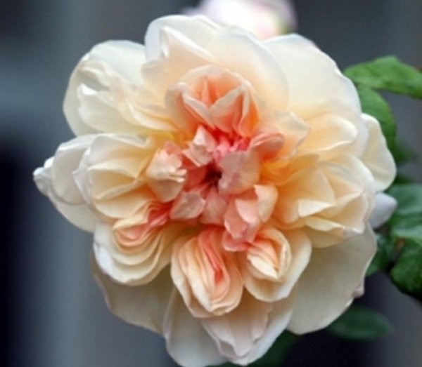 黄铜芙蓉