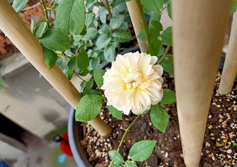 黄铜芙蓉