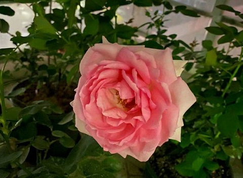 藤本历史