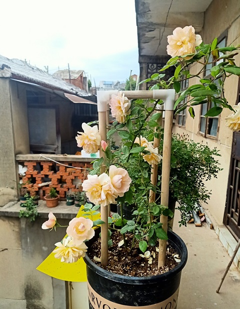 黄铜芙蓉