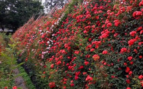 红色龙沙宝石月季四季开花吗