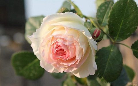 粉色龙沙宝石（粉龙）