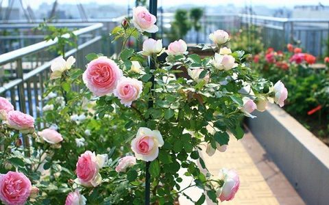 龙沙宝石能在阳台养吗