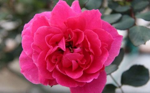 大游行月季为什么一直这么火，它有哪些优点