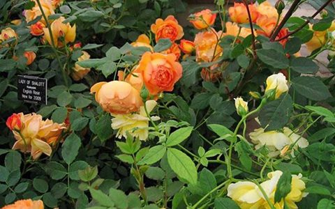 蜂蜜焦糖和夏洛特夫人月季的区别