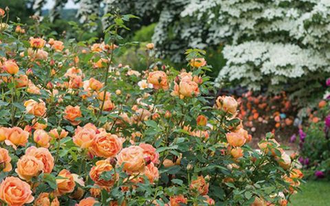 夏洛特夫人能长多大