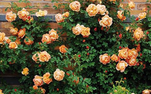 夏洛特夫人月季耐阴吗