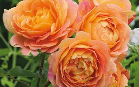 不打药、零保护,还能香翻北方的月季品种