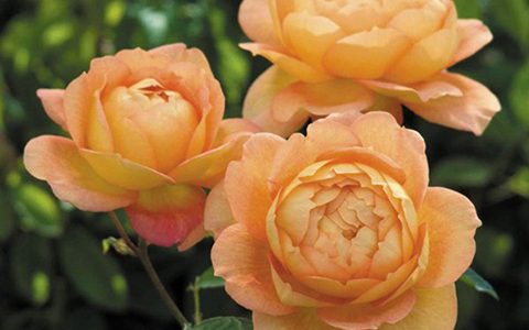 夏洛特夫人月季耐晒吗