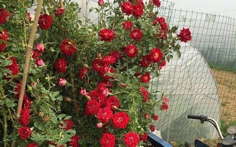 藤本小女孩开几季