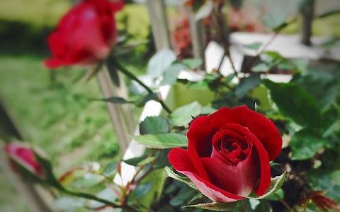 藤本小女孩花香吗