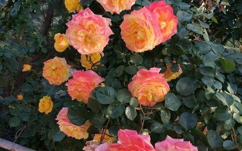 藤彩虹月季一年开几次花