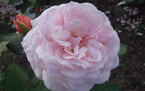 什罗普郡一少年