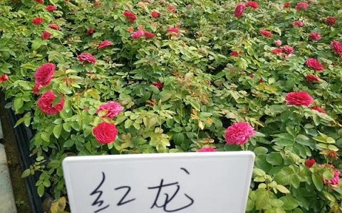 红苹果月季和红龙的区别