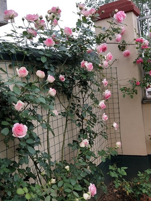 粉色龙沙宝石（粉龙）