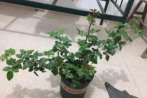 梦幻褶边