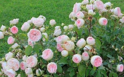 索菲亚罗曼蒂克