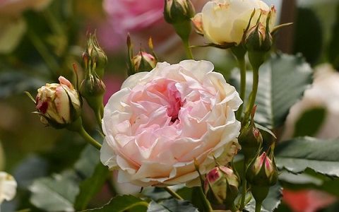 龙沙宝石花期是一季还是多季