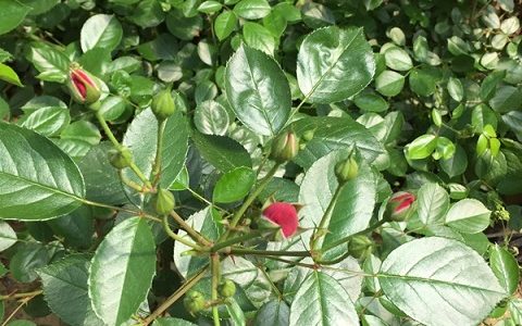 红色龙沙宝石月季能长多高