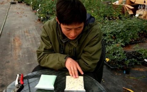 月季常用肥料介绍