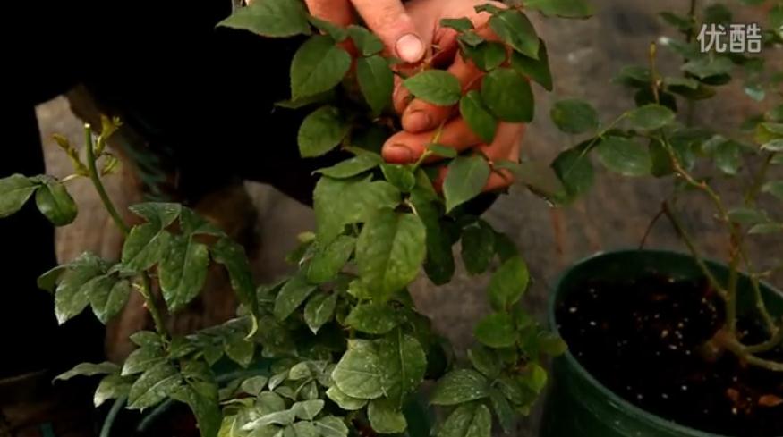 月季的盲枝是什么样子的，如何来修剪