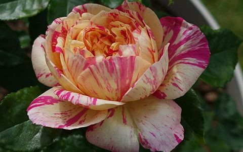 朱莉·昂德里厄