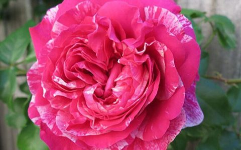 伊内斯·萨斯特雷