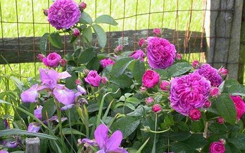 查尔斯·米尔斯