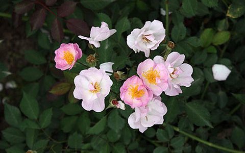 单瓣“粉团蔷薇”