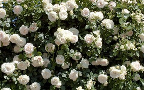 龙沙宝石一般多少钱