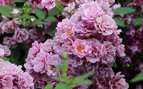 紫晶巴比伦眼睛