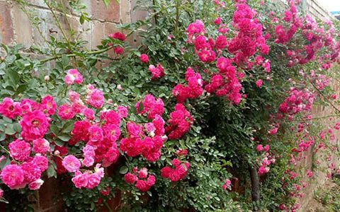 蔷薇花什么时候开,花期有多久