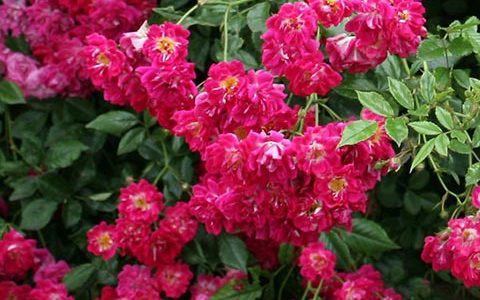 超级埃克塞尔萨