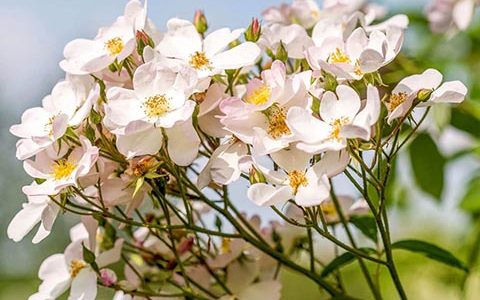 弗朗西斯E.莱斯特