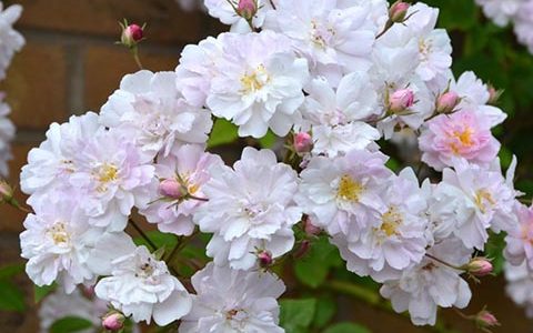 保罗的喜马拉雅麝香