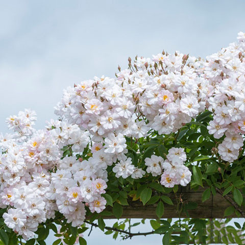 花环