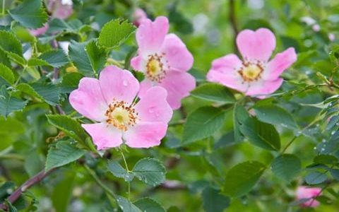 狗蔷薇