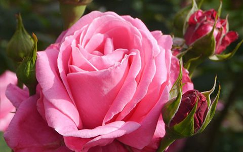 阿德里安·塞内克劳兹