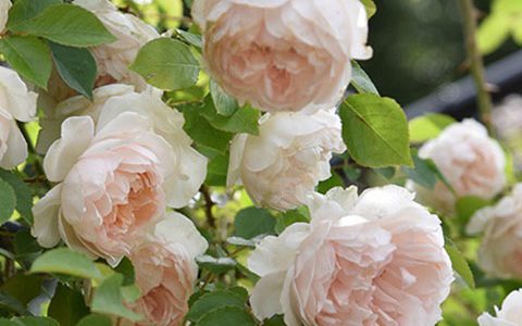 弗朗西丝·伯内特